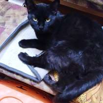 Благородный черный принц, в Санкт-Петербурге