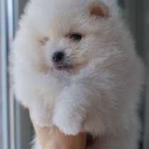 Щенки. померанский шпиц, в г.Хельсинки