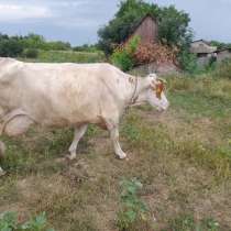 Корова на молоко, телята на откорм, в г.Старобельск