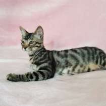 Саванна Ф5, в Москве