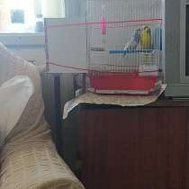 Продам папугаева, в г.Ташкент