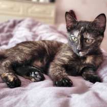 Инопланетянка Кая,чудесный черепаховый котенок в добрые руки, в Санкт-Петербурге