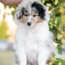 Щенки колли, в г.Ереван