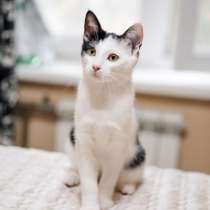 Кошечка Гамма в поисках дома, в добрые руки, в Москве