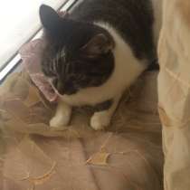 Кошка, в Петропавловск-Камчатском