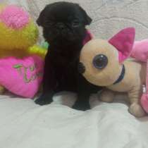 Щенки мопса(мальчики), в Таганроге