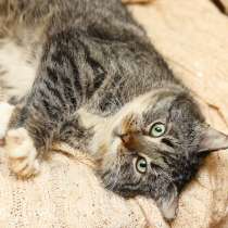 Самый добрый котофей на свете, в Санкт-Петербурге