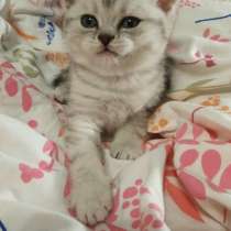 Кошечка с доставкой до дома, в Челябинске