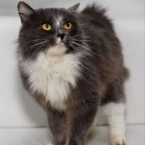 Роскошная красавица Зефирка в самые добрые руки!, в Москве