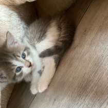 Отдам котят в добрые руки. Девочка и мальчик, в Сибае