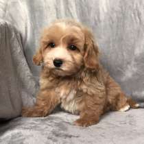 Мальтипу Ф - 1, в г.Ahrensfelde