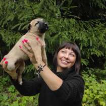 Малюсенькие щеночки в ответственные руки, в Санкт-Петербурге