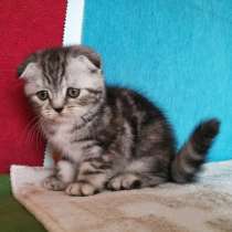 Шикарная КОШЕЧКА, в Казани