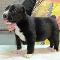 Щенки среднеазиатской овчарки (алабая), в Крымске