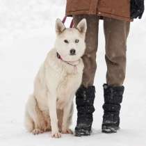 Эмми, похожая на хаски ищет дом, в Москве