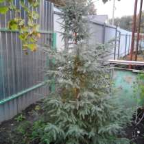 Продам ЕЛЬ, в Пензе