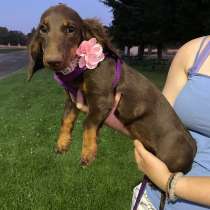 Dachshund standard chocolate long hair girl 5 months $2000 A, в г.Фресно