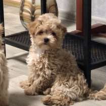 Мальтипу мишки F - 1, в г.Берлин