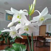 Белая (Амазонская лилия), в г.Талдыкорган