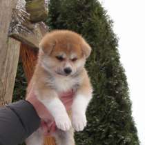 Щенок японская акита ину доставка, в г.Минск