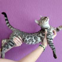 Бенгальские котята, в г.Братислава