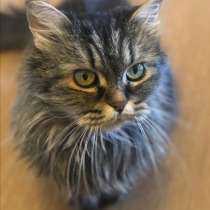 Прелестная кошечка в добрые руки!, в Москве