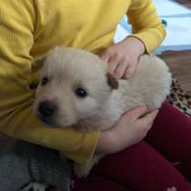 Отдам щенка, в Челябинске