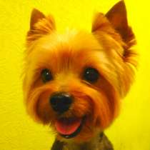 Стрижка собак и кошек, в Перми