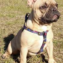 Французский бульдог, в г.Бремен