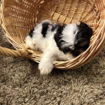 Rasechte Shih Tzu-puppy!, в г.Амстердам