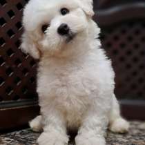 Бишон Фризе, в г.Берлин