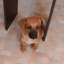 Отдадим В ХОРОШИЕ руки, в г.Риддер