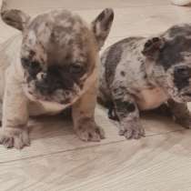 French bulldogs, в г.Штутгарт