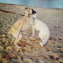 Русские Псовые Борзые, в г.Минск