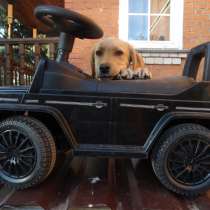 Яркие щенки лабрадора, в г.Минск