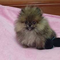 Pomeranian spitz. Micro mini boy, в г.Франкфурт-на-Майне