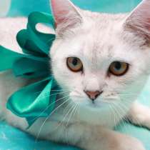 Шотландский котик, в Москве