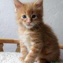 Рыжий Мальчик Мейн-Кун, в Сортавале