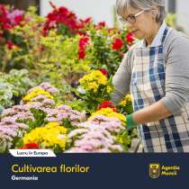 Îngrijirea florilor în Germania! Plecare în scurt timp!, в г.Кишинёв