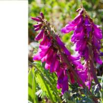 Красный корень (Копеечник забытый). Семена почтой по России, в Москве