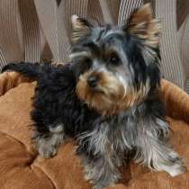 Йоркширский терьер, в г.Berkenbruck
