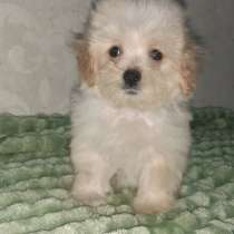 Мальтипу F - 1, в г.Франкфурт-на-Майне