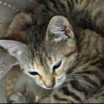 Отдам котят в добрые руки, в г.Лиепая