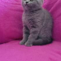 Коты, в г.Рига