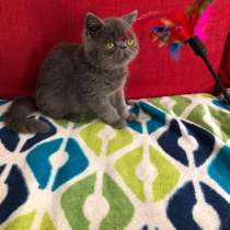 Милый екзотик, в г.Милан