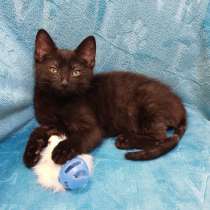 Черный игривый котёнок ищет дом, в Санкт-Петербурге
