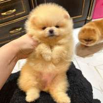 Pomeranian Mini Spitz Purebred /Померанский мини шпиц /շպից, в г.Берлин
