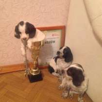 Продажа щенков русского спаниеля, в Липецке