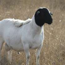 Племенные овцы Дорпер (Скот из Европы класса Элита), в Красноярске