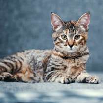 Котята, в Одинцово